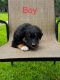 Australian Shepherd Puppies for sale in Texarkana, TX, USA. price: $1,000