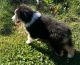 Australian Shepherd Puppies for sale in Los Angeles, CA 90017, USA. price: NA