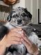 Australian Shepherd Puppies for sale in Maricopa, AZ, USA. price: $700