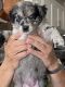 Australian Shepherd Puppies for sale in Maricopa, AZ, USA. price: $700