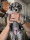 Australian Shepherd Puppies for sale in Maricopa, AZ, USA. price: NA