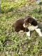 Australian Shepherd Puppies for sale in Hazard, KY, USA. price: NA