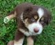 Australian Shepherd Puppies for sale in Murray, KY 42071, USA. price: $400