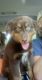 Australian Shepherd Puppies for sale in Bronson, MI 49028, USA. price: $500