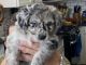 Australian Shepherd Puppies for sale in Maricopa, AZ, USA. price: NA