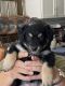 Australian Shepherd Puppies for sale in Maricopa, AZ, USA. price: $600