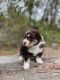 Australian Shepherd Puppies for sale in 17068 Old Yucca Trail, Escondido, CA 92027, USA. price: $1,000