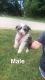 Australian Shepherd Puppies for sale in Cookeville, TN, USA. price: $200