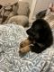 Australian Shepherd Puppies for sale in Florence, AL, USA. price: NA