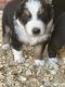 Australian Shepherd Puppies for sale in Clay City, IL 62824, USA. price: NA