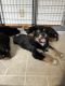 Australian Shepherd Puppies for sale in Springboro, OH 45066, USA. price: NA