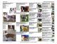 Australian Shepherd Puppies for sale in Lake City, FL, USA. price: $2,000