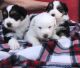 Australian Shepherd Puppies for sale in King City, CA, USA. price: NA