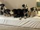 Australian Shepherd Puppies for sale in Kissimmee, FL 34747, USA. price: $200