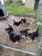 Australian Shepherd Puppies for sale in Stephenville, TX 76401, USA. price: $500