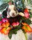 Australian Shepherd Puppies for sale in Port St. Lucie, FL, USA. price: NA