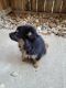 Australian Shepherd Puppies for sale in Cypress, TX, USA. price: $300