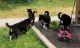 Australian Shepherd Puppies for sale in Holton, MI 49425, USA. price: $200