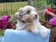 Australian Shepherd Puppies for sale in Holton, MI 49425, USA. price: $400