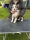 Australian Shepherd Puppies for sale in Wolcott, NY 14590, USA. price: NA