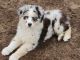 Australian Shepherd Puppies for sale in Manistique, MI 49854, USA. price: NA