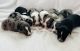 Australian Shepherd Puppies for sale in Greenfield, IN 46140, USA. price: NA