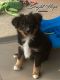 Australian Shepherd Puppies for sale in Ewing, KY 41039, USA. price: $400