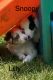 Australian Shepherd Puppies for sale in Battle Creek, MI, USA. price: $1,000
