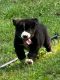Australian Shepherd Puppies for sale in Cleveland, GA 30528, USA. price: $1,000
