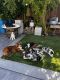 Australian Shepherd Puppies for sale in Vallejo, CA, USA. price: $1,000