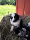 Australian Shepherd Puppies for sale in Suches, GA 30572, USA. price: $1,500