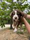 Australian Shepherd Puppies for sale in Colfax, CA 95713, USA. price: NA