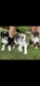 Australian Shepherd Puppies for sale in Newnan, GA, USA. price: $600