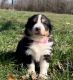 Australian Shepherd Puppies for sale in Montreal, QC H3B 1X8, Canada. price: NA