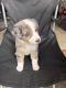 Australian Shepherd Puppies for sale in Spartanburg, SC, USA. price: $1,800