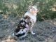 Australian Shepherd Puppies for sale in Overbrook, OK 73453, USA. price: NA