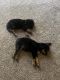 Australian Shepherd Puppies for sale in Columbus, GA, USA. price: NA
