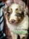 Australian Shepherd Puppies for sale in Upton, KY 42784, USA. price: $1,250