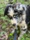 Australian Shepherd Puppies for sale in Cleveland, GA 30528, USA. price: $2,300