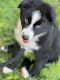 Australian Shepherd Puppies for sale in Cleveland, GA 30528, USA. price: $1,500