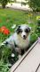 Australian Shepherd Puppies for sale in Fort Collins, CO, USA. price: $1,300