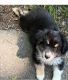 Australian Shepherd Puppies for sale in Idaho Falls, ID 83403, USA. price: $600