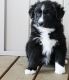 Australian Shepherd Puppies for sale in Morgantown, WV 26508, USA. price: $200