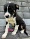 Australian Shepherd Puppies for sale in Wooster, OH 44691, USA. price: $175