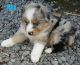 Australian Shepherd Puppies for sale in Blountsville, AL 35031, USA. price: NA