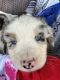 Australian Shepherd Puppies for sale in Richmond, KY, USA. price: $1,000