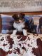 Australian Shepherd Puppies for sale in Vici, OK 73859, USA. price: $350