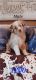 Australian Shepherd Puppies for sale in Vici, OK 73859, USA. price: NA