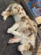 Australian Shepherd Puppies for sale in Rancho Cucamonga, CA 91730, USA. price: $1,200