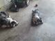 Australian Shepherd Puppies for sale in Swatara, PA 17111, USA. price: NA